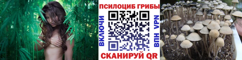 наркота  Приозерск  Галлюциногенные грибы Psilocybe 